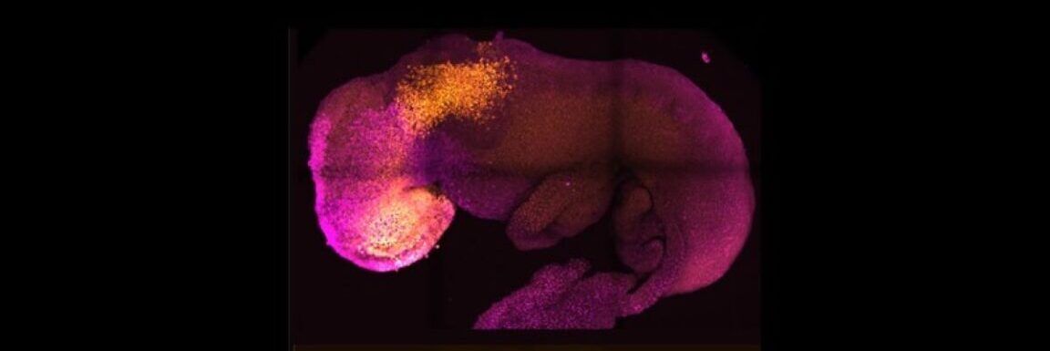 Primo embrione sintetico di topo con un cuore che batte