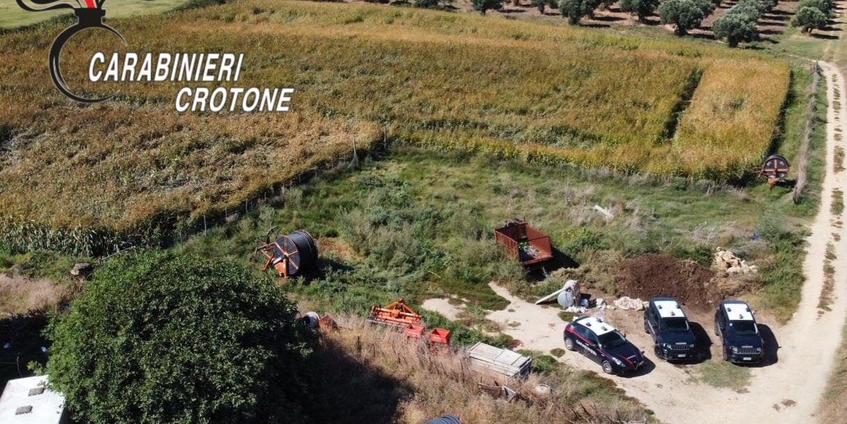 Mais come copertura, scoperta una piantagione di cannabis nel Crotonese. 36enne arrestato – VIDEO