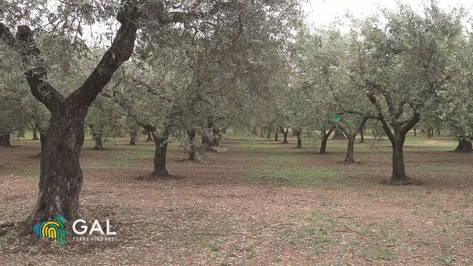 A Limbadi si punta sugli uliveti per recuperare le aree in abbandono