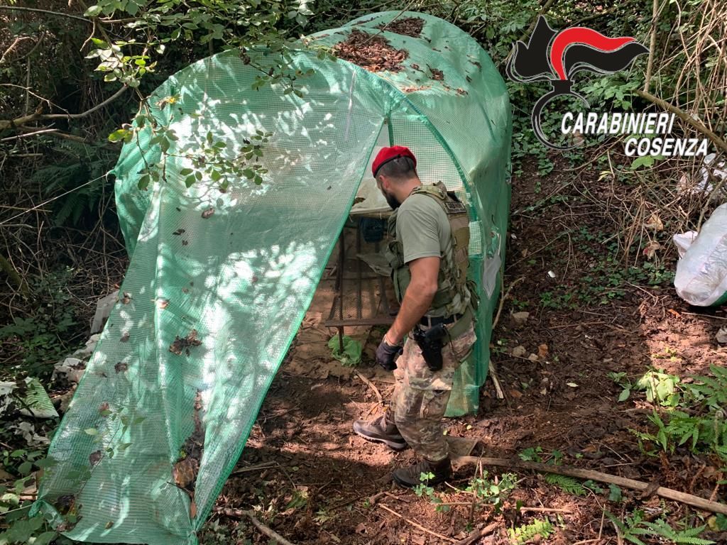 Scoperta una vasta piantagione di canapa a Cetraro: cinque arresti – FOTO E VIDEO