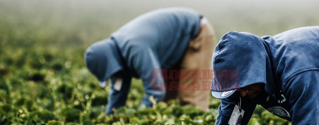 Confagricoltura condanna lo sfruttamento del lavoro e delle persone