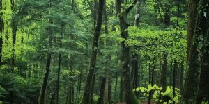 Il Parco delle Serre diventa Biodistretto e rigenera il futuro