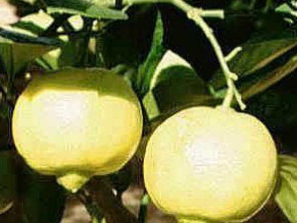 Legambiente: giù le mani dal bergamotto