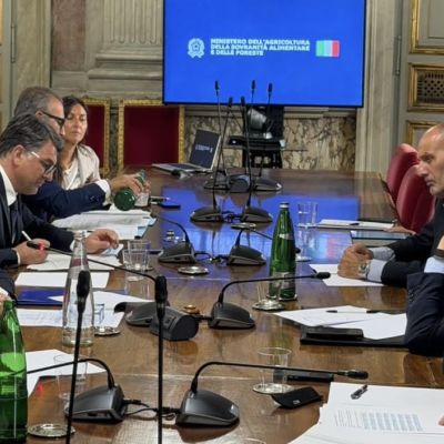 Olio d’oliva, emergenza liquidità nei frantoi del Sud: al via la strategia comune Ministero-Regioni