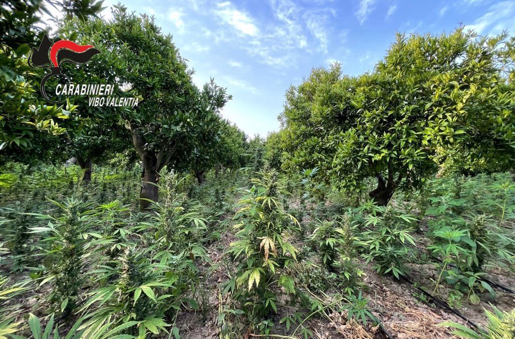 Droga, scoperte nel Vibonese 10mila piante di canapa dal valore di oltre 5 milioni – VIDEO