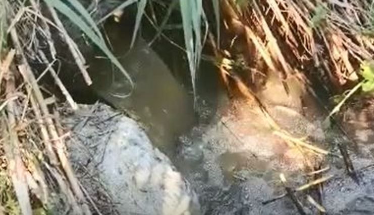 Belvedere, «acqua nera dal tubo di scarico del depuratore» – VIDEO