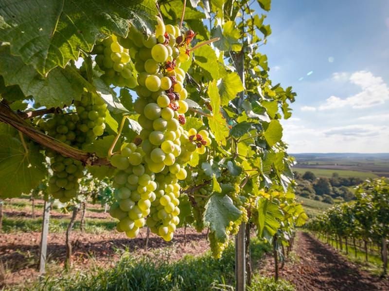Emergenza Covid, la Regione attiva la "Vendemmia verde"