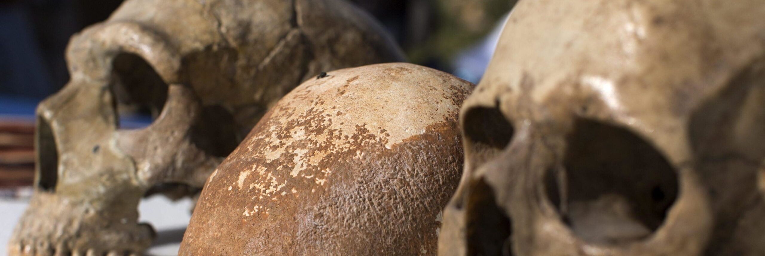 Scoperta eccezionale nel Po, trovato il cranio di un homo sapiens