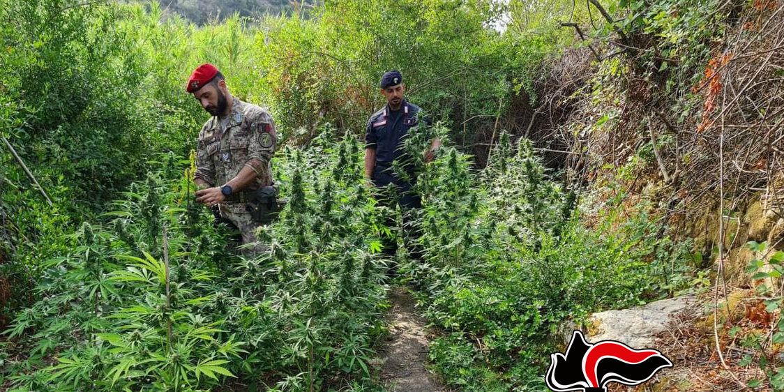 Gioiosa Ionica, tre arresti per coltivazione illegale di cannabis: scoperte 260 piantine
