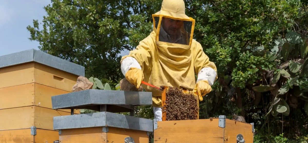 Nasce OP Apica: la prima organizzazione di produttori del miele in Calabria (e terza in Italia)