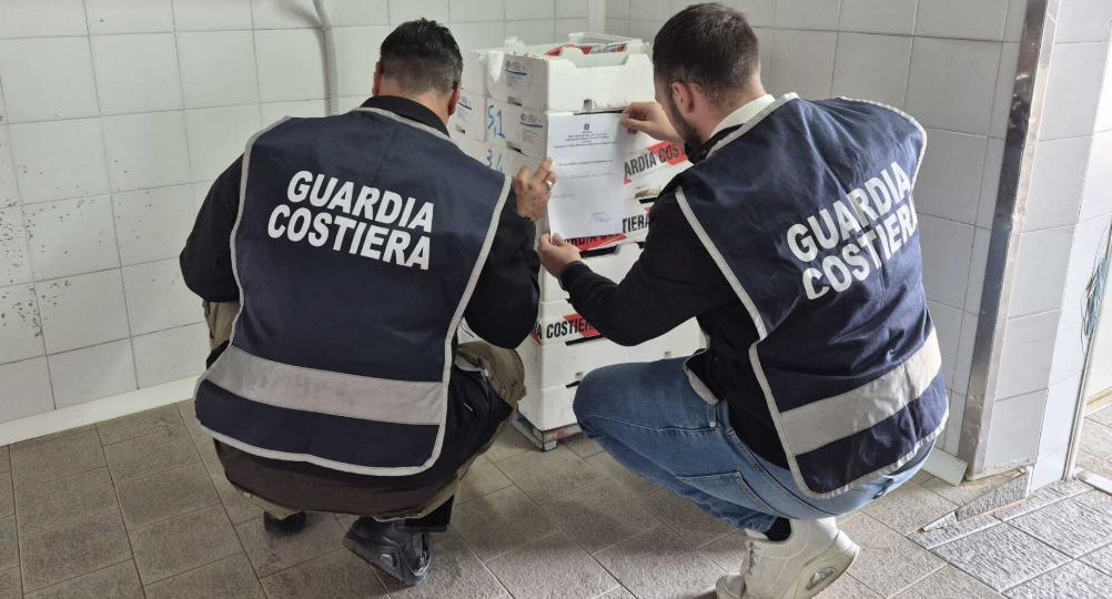 Trasporto illecito di novellame di sarda: maxi sequestro della Capitaneria lungo la Ss 106