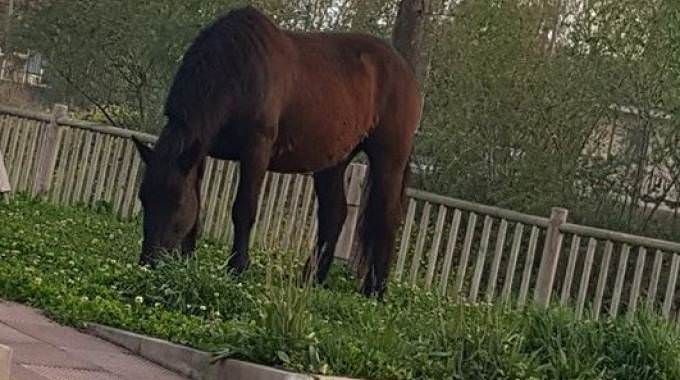 Tre cavalli allo stato brado in giro per Vibo