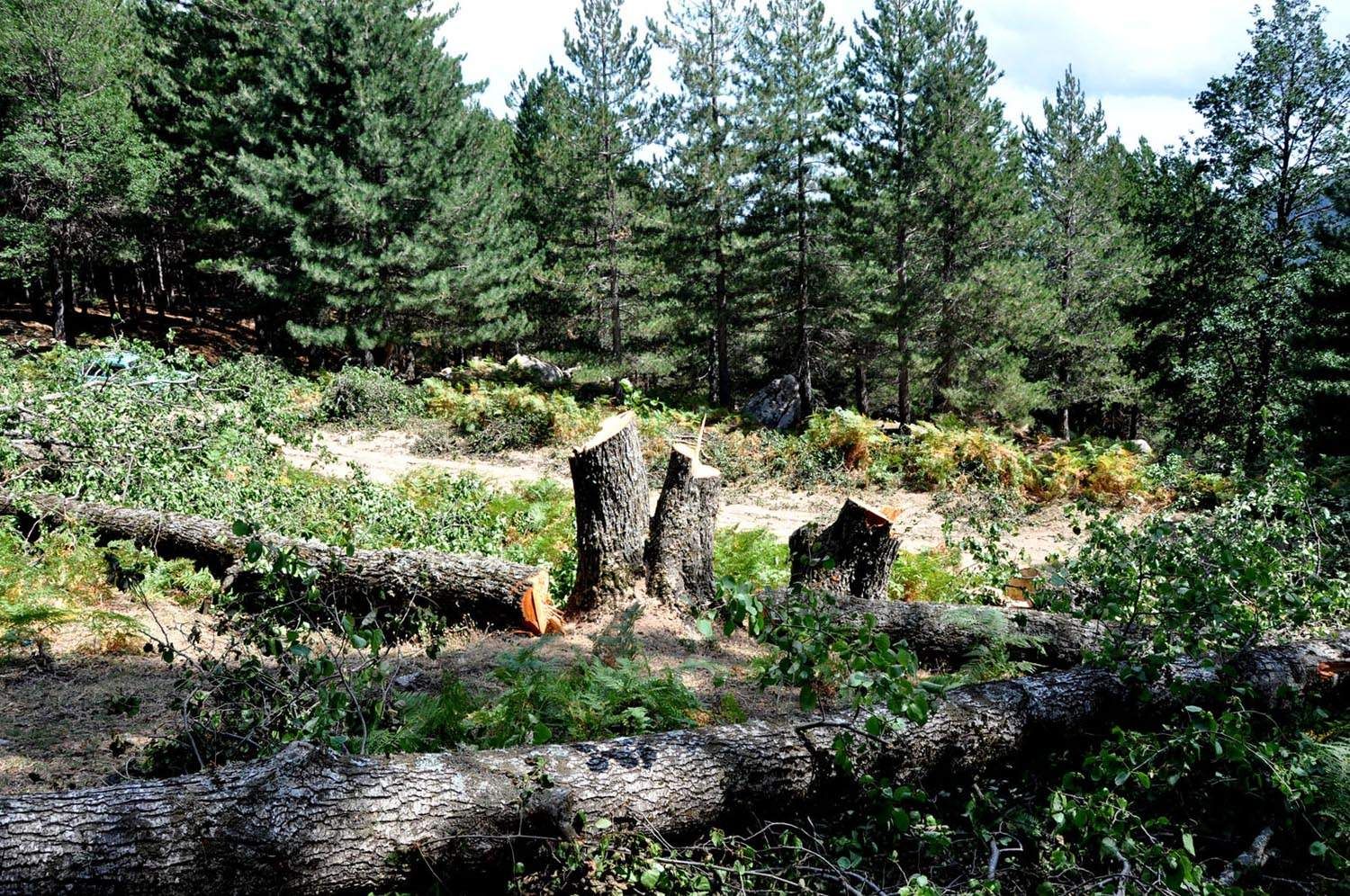 Strage di alberi nel parco della Sila