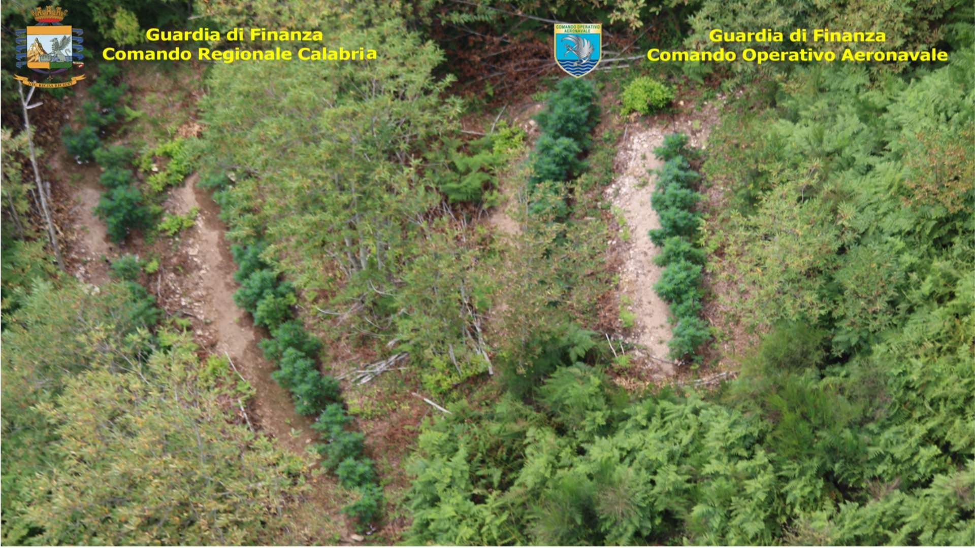 Droga, sequestrate otto piantagioni di marijuana – VIDEO