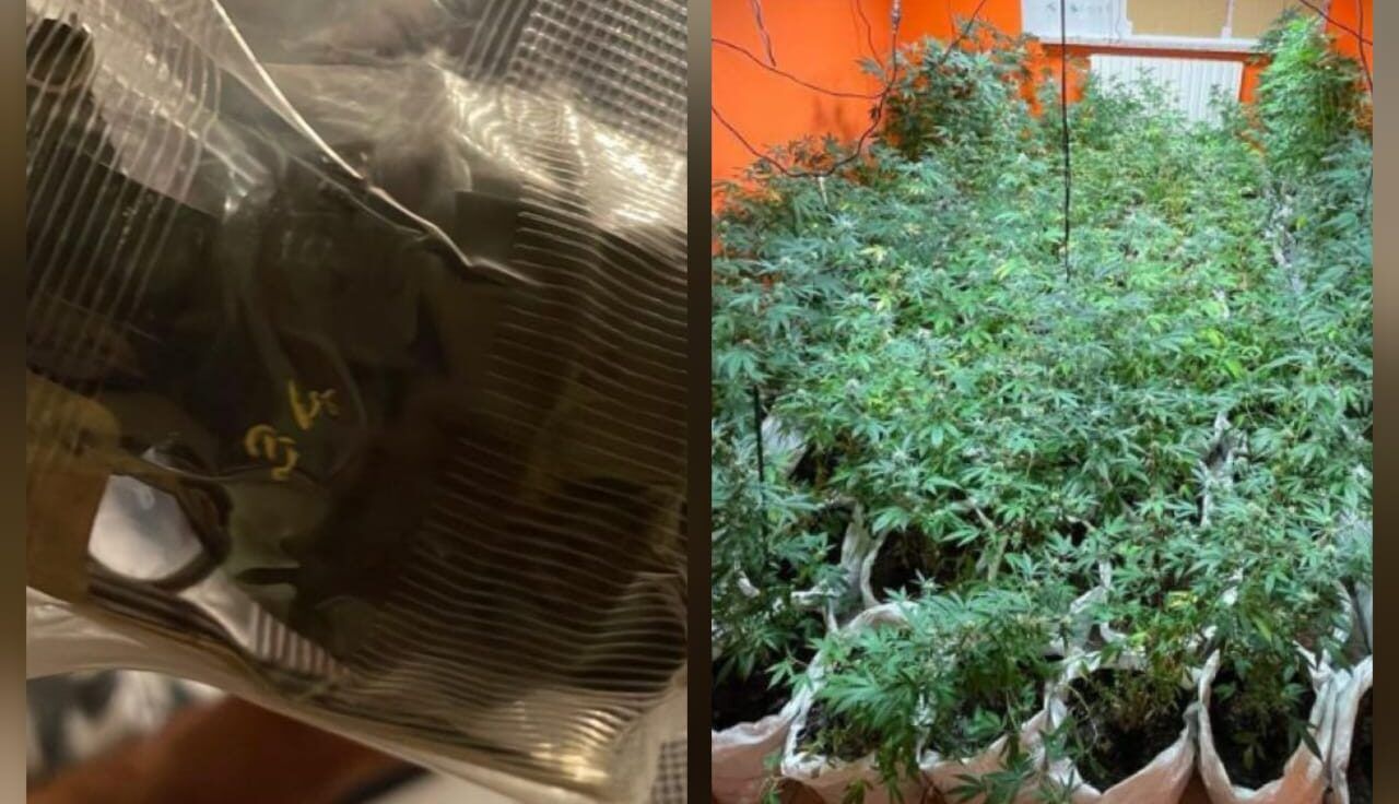 Nascondevano in casa una bomba a mano e due serre artigianali di cannabis, arrestati marito e moglie nel Cosentino – VIDEO