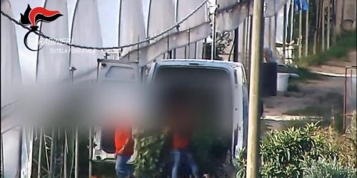 Alvaro cannabis 'ndrangheta fata verde