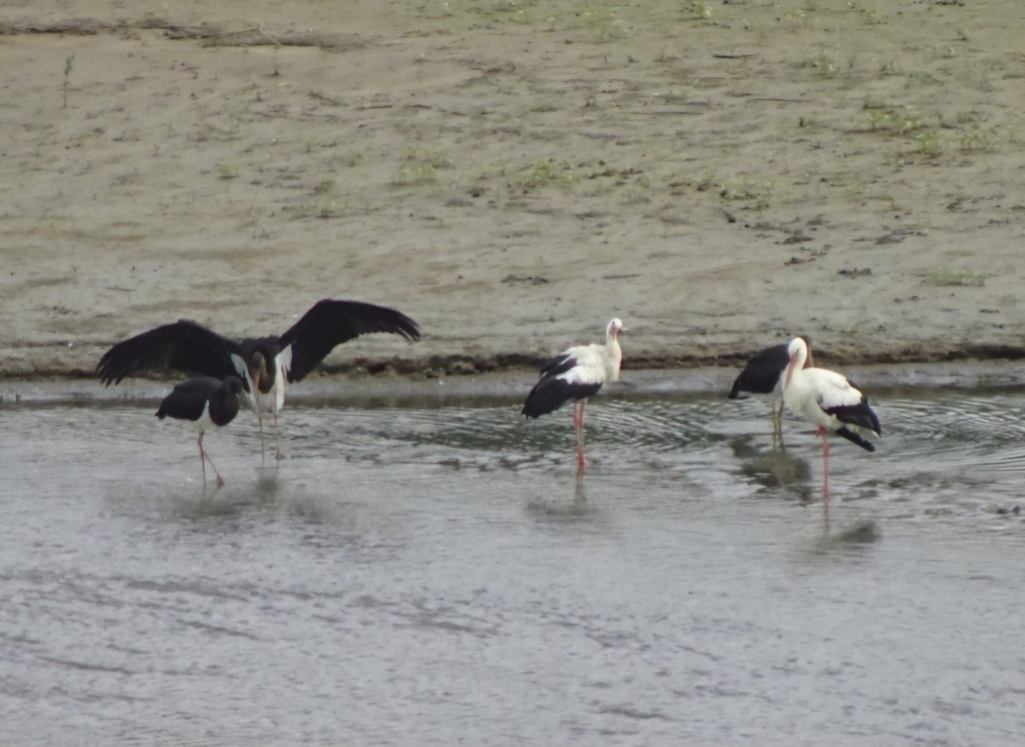 Lago Angitola, avvistamento eccezionale di cicogne nere e banche