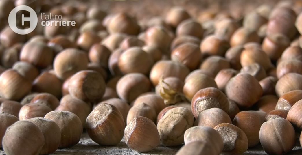 «La “tonda calabrese” nel registro delle piante da frutto del Mipaaf»