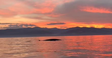 Lo spettacolo di una balenottera al tramonto a largo di Amendolara – VIDEO