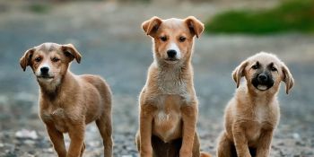 Il caso del sindaco di Camini Giuseppe Alfarano: «Troppi cani randagi, mi dimetto»