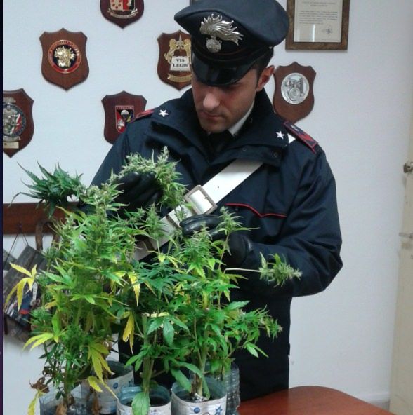 Mini-serra di marijuana in casa, arrestato 37enne