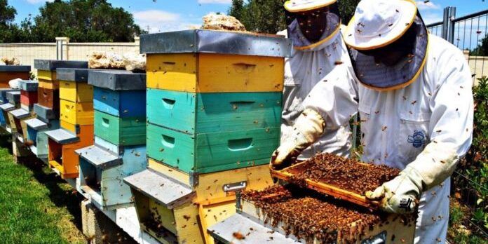 Filiera apistica, verso un sistema di qualità nazionale