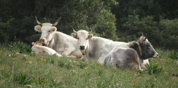 Bovini vaganti nel Reggino, deferite due persone e sanzioni per oltre 13 mila euro
