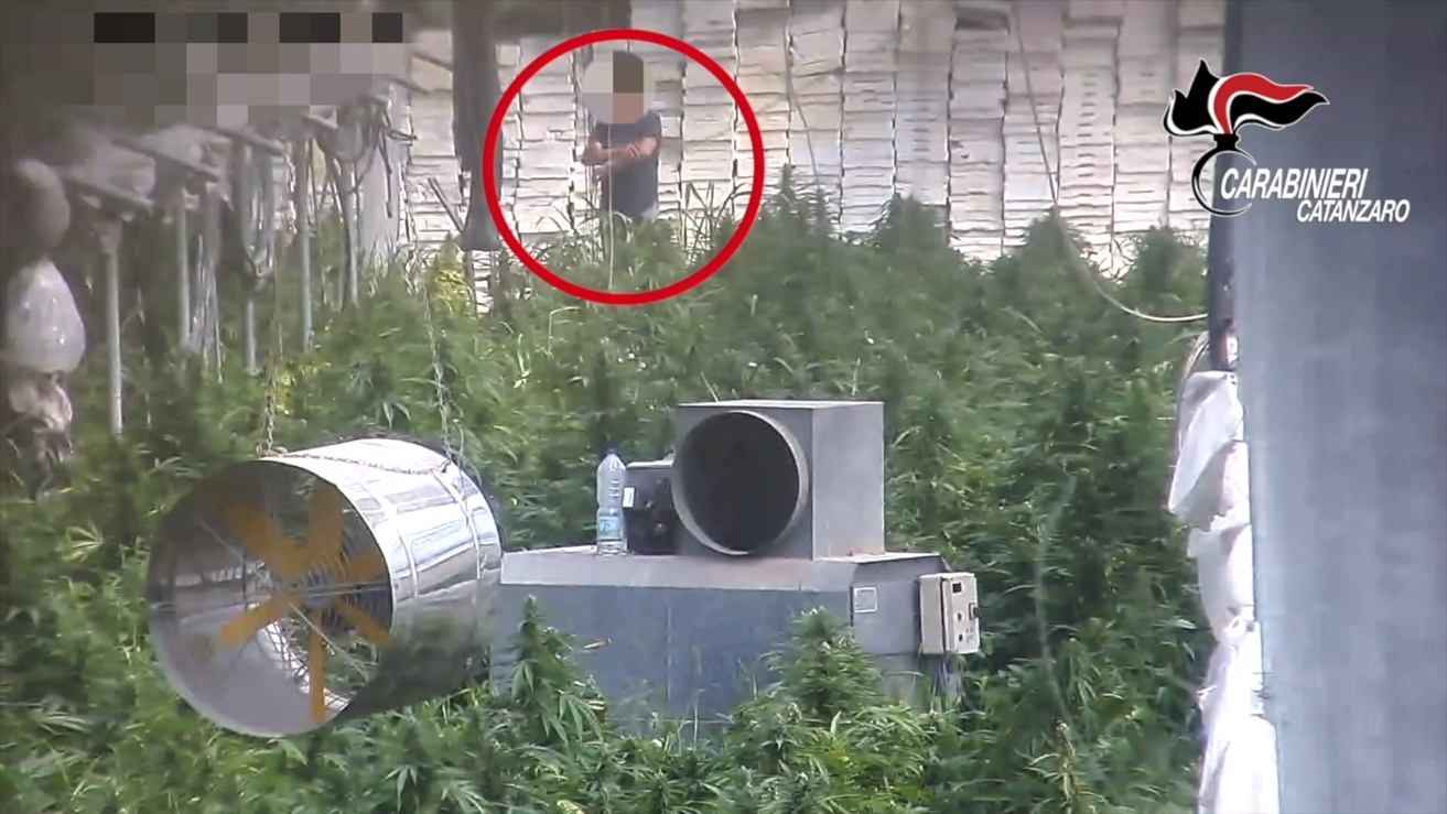 La marijuana al diserbante e l'ossessione per l'oro verde "commissionato" dai Piromalli