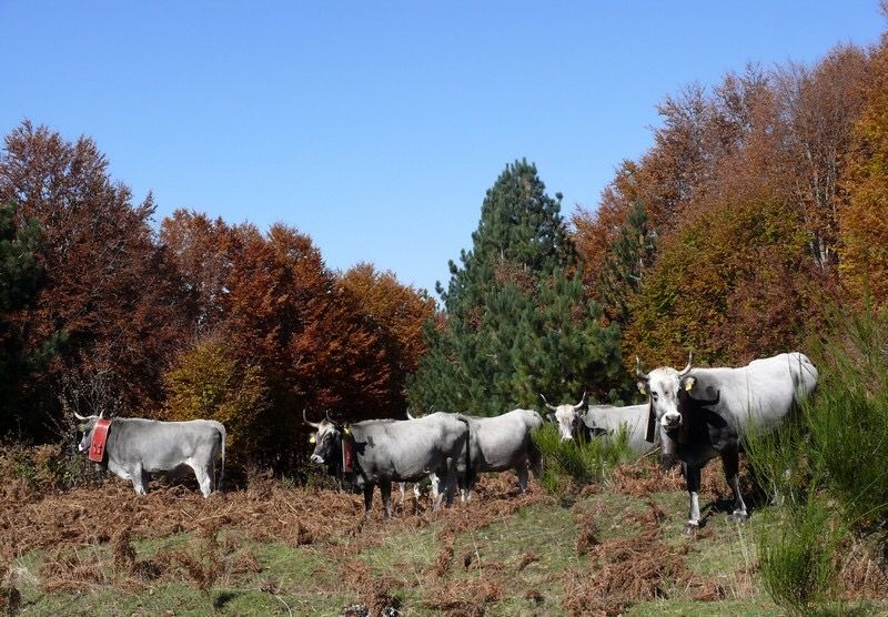 Approvata la legge sulla tutela della biodiversità agraria