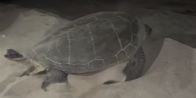 Tartaruga verde prova a nidificare in Calabra, il Wwf: «Primo caso in Italia»