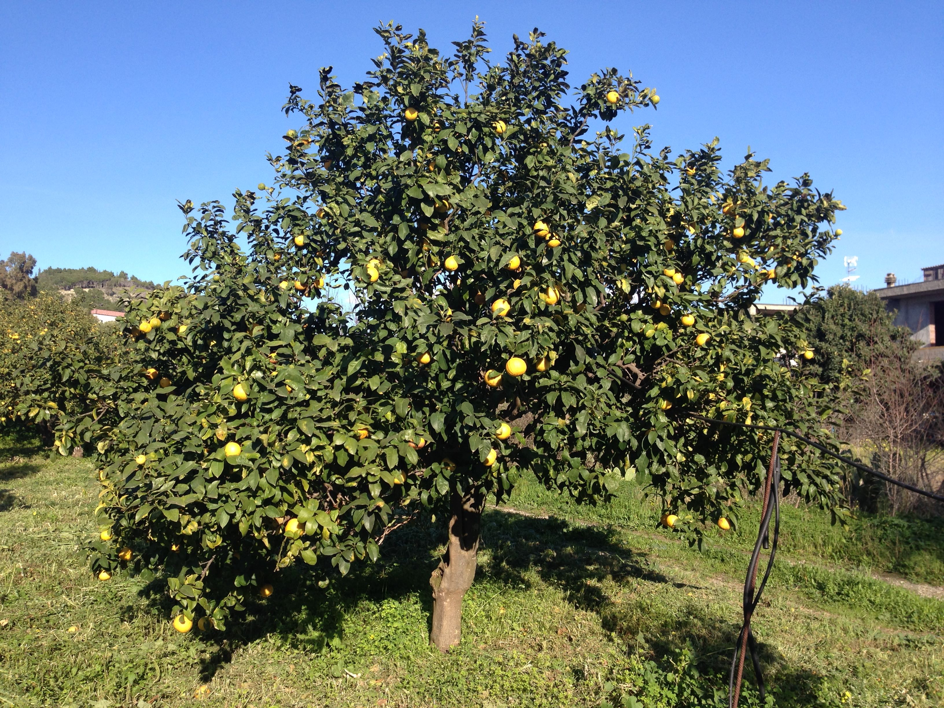 Il bergamotto approda sulla rivista "Nature": benefici sul "fegato grasso"