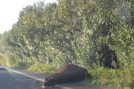 Incidenti, giovane cosentino muore a Nuoro