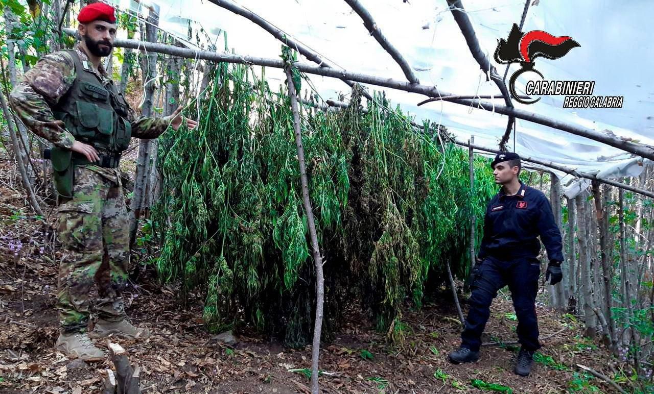 Lotta al narcotraffico, sequestrate due piantagioni di canapa nel Reggino