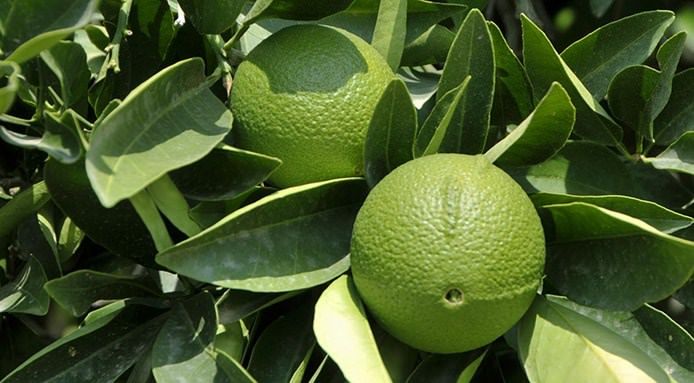 Dior diventa profumo dell'anno grazie al bergamotto di Reggio Calabria