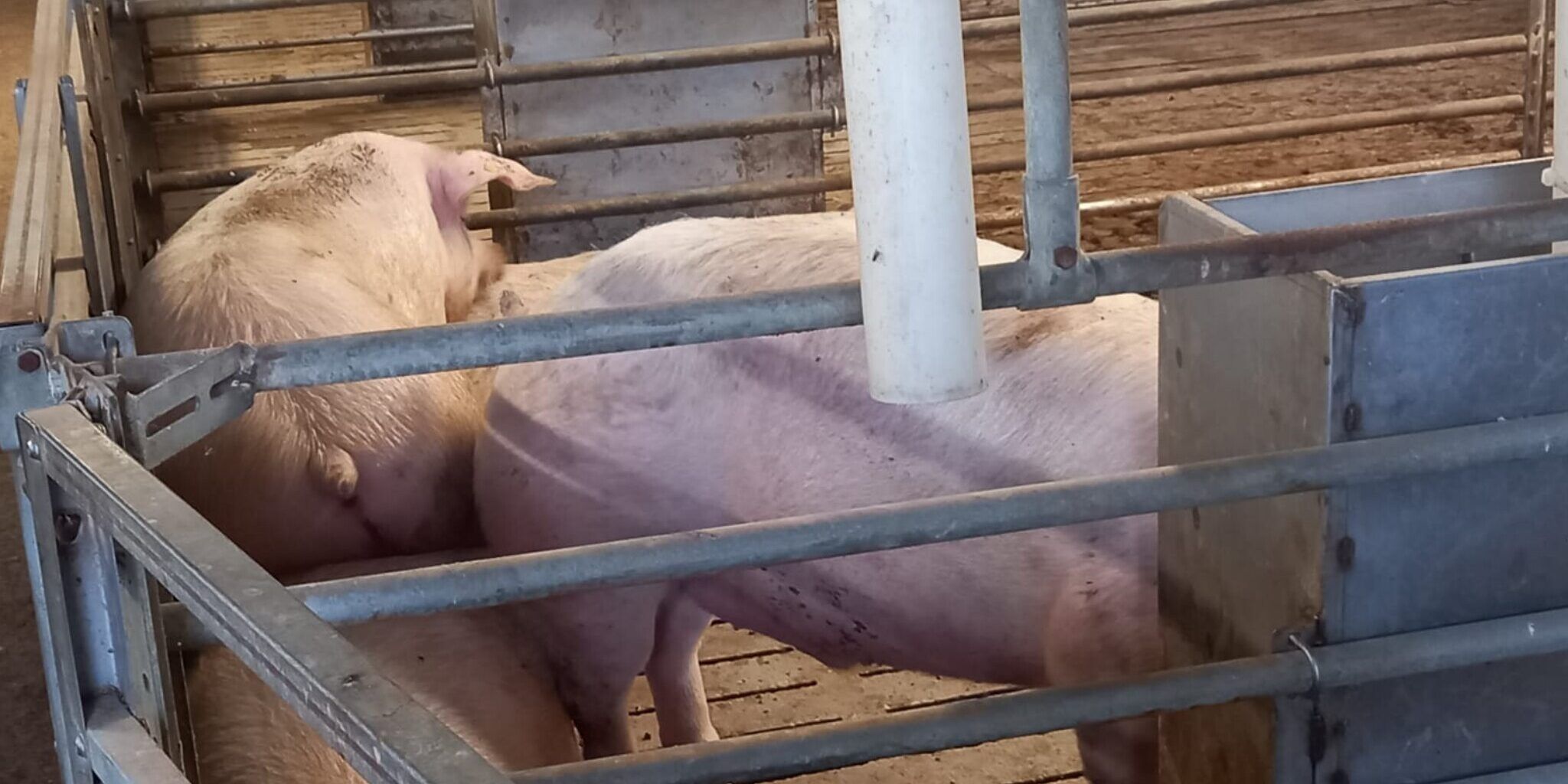 Peste suina, «siamo sull’orlo di un disastro»