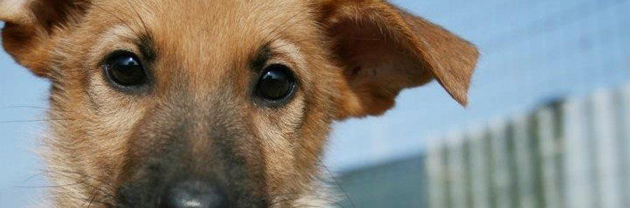 Canile di Reggio, Lega difesa cane: «Situazione drammatica»