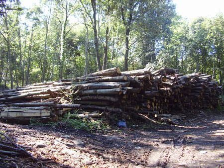 Le mani dei clan sui boschi. Con l'aiuto dell'assessore
