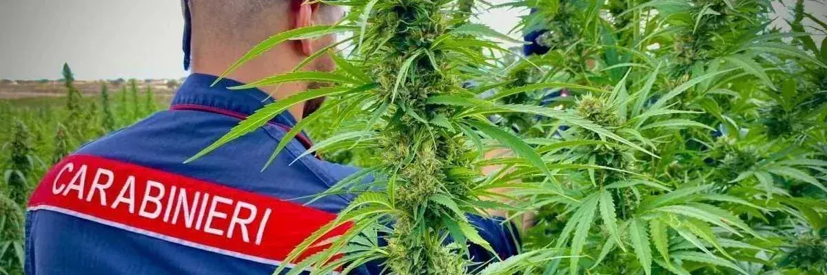 Sequestro di marijuana per 31 milioni di euro: 4 arresti