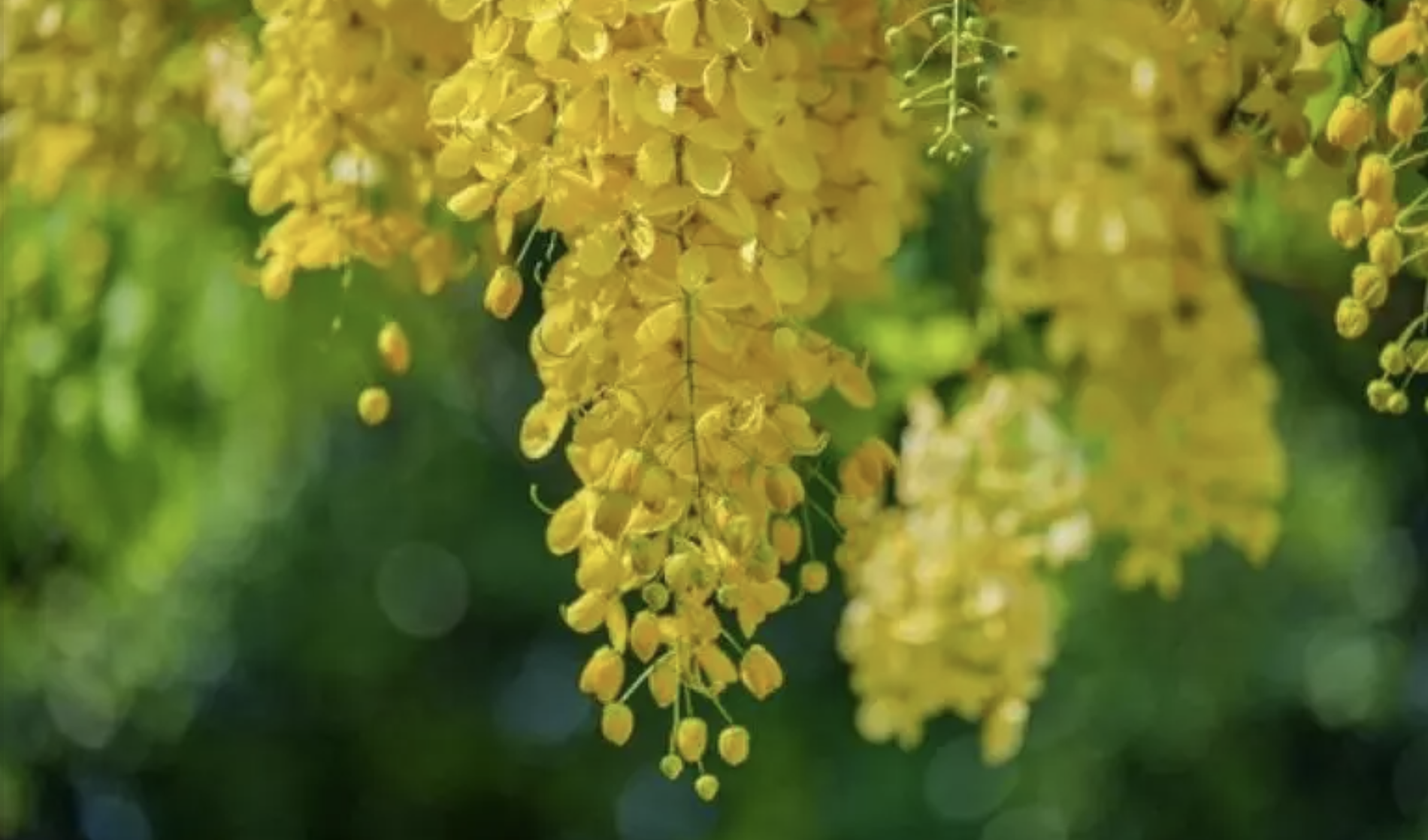 In una pianta il nuovo farmaco per smettere di fumare rimborsato dallo Stato