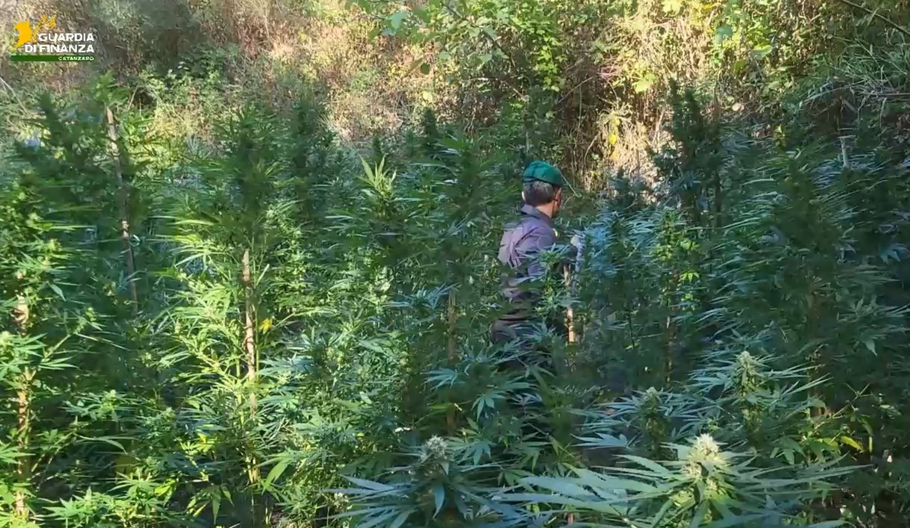 Sequestrate 1.300 piante di canapa nel Catanzarese. Avrebbero fruttato oltre 3 milioni – VIDEO