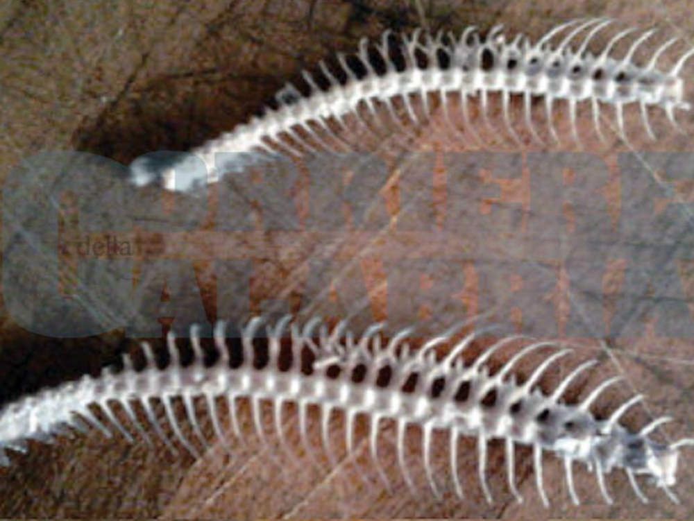 Pesci deformi nel Tirreno cosentino