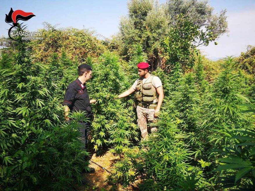 Coltivavano marijuana sulla ionica reggina, arrestati due giovani