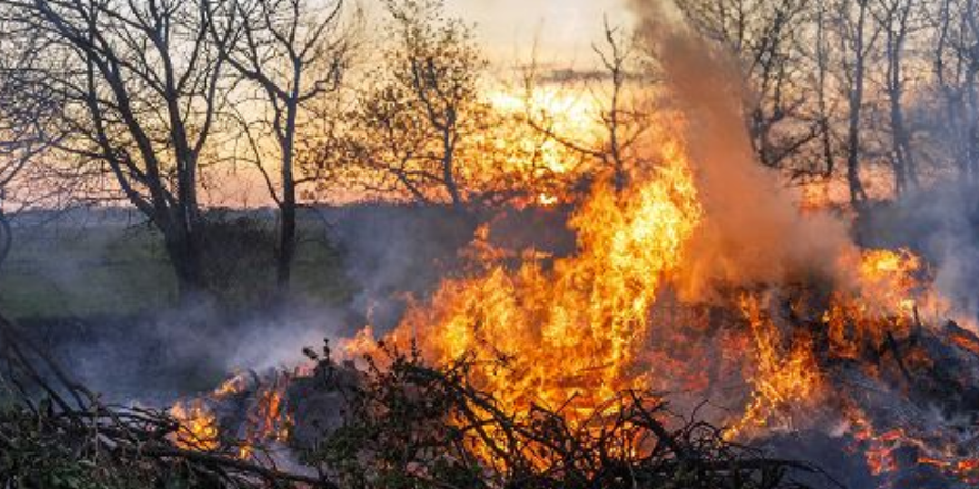 Ecosistemi boschivi in fiamme, Calabria seconda solo alla Sicilia