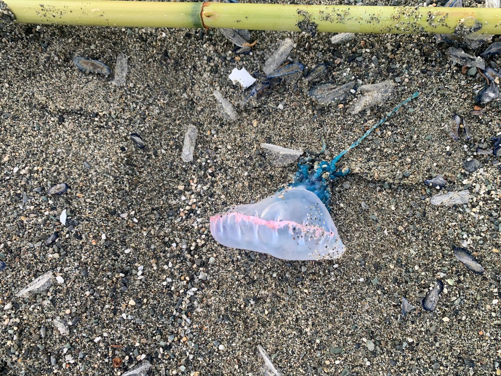 La Caravella Portoghese arriva anche sul litorale lametino