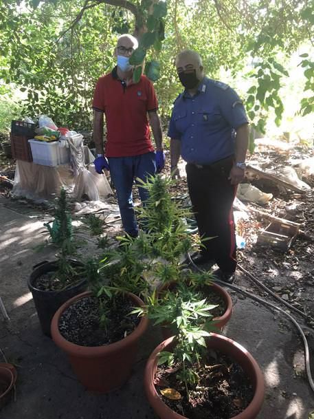 Laboratorio per la marijuana in casa, arrestato 27enne del Cosentino