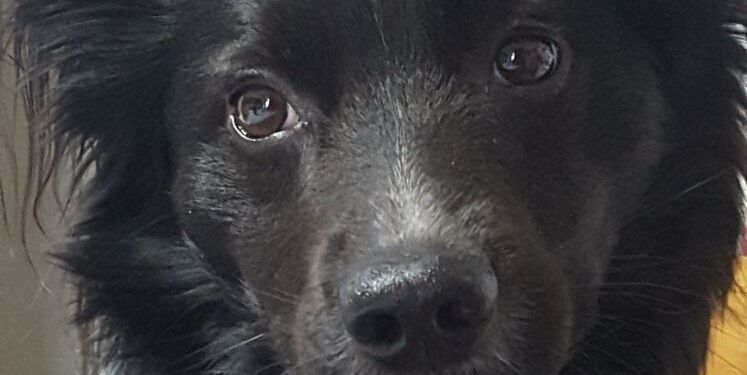 «26 agosto:#InternationalDogDay#»