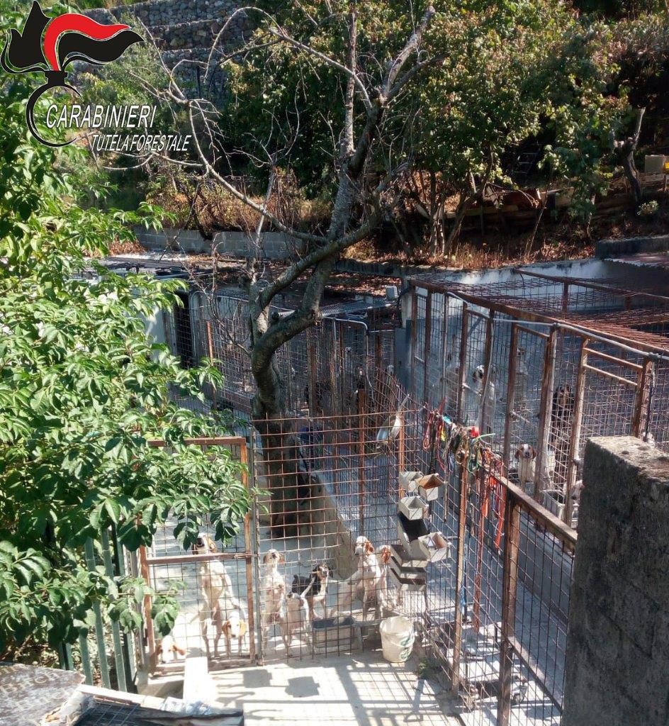 Smaltimento illecito di rifiuti, sequestrato canile a San Pietro in Guarano