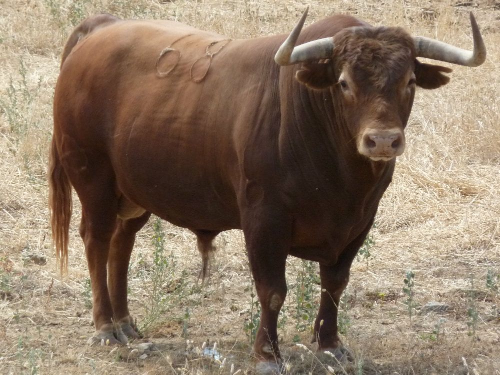Toro in fuga abbattuto a due passi dalla spiaggia