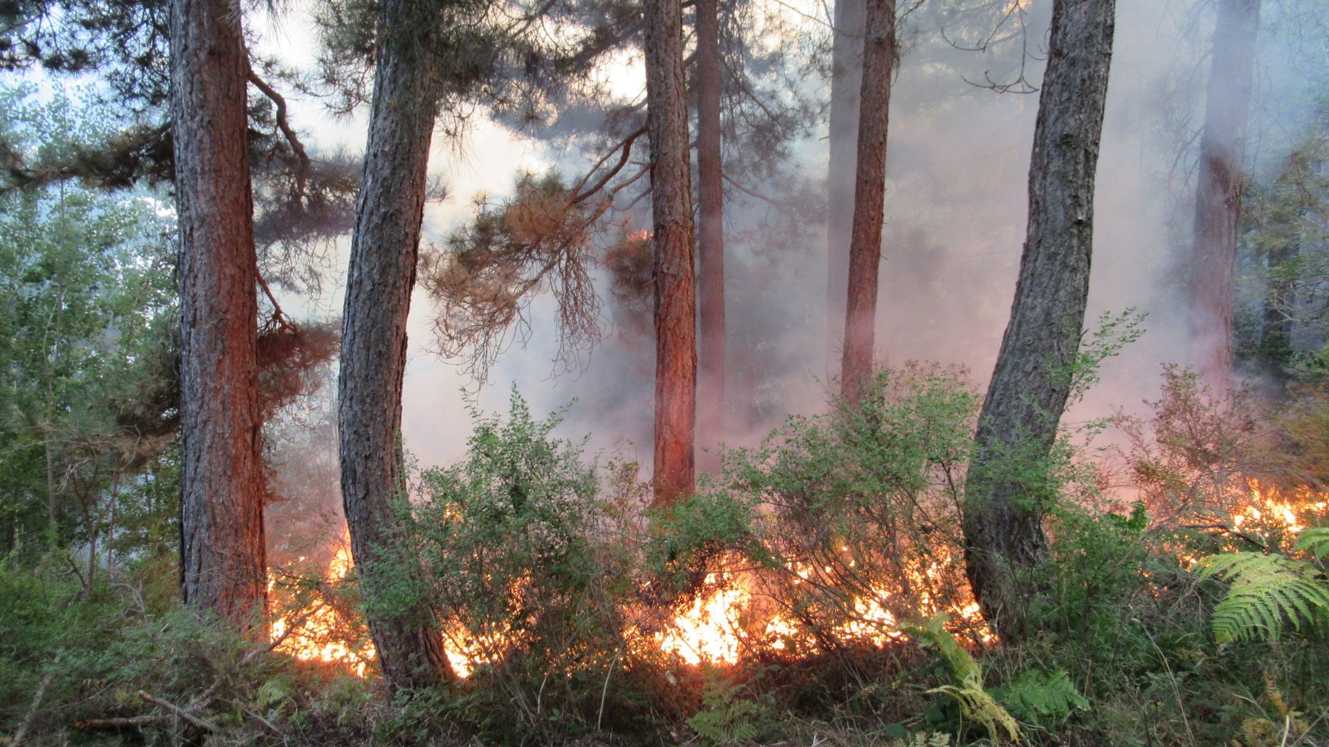 Incendi boschivi: perché non dichiarare l’emergenza in Calabria prima che arrivino anche qui?