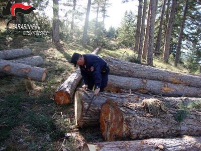 Taglio abusivo in Sila, denunciato imprenditore boschivo